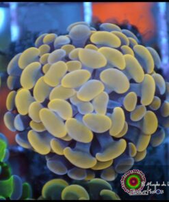 Hammer branch yellow