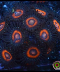 Zoas