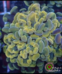 Frambiata yellow