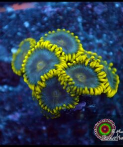 Ice zoas