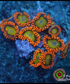 Manadarine