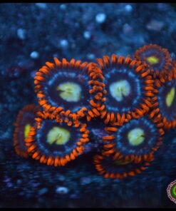 Fire and ice zoas