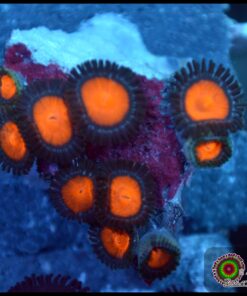 Zoas