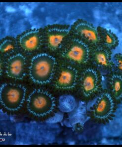 Zoas