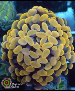 Hammer branch yellow