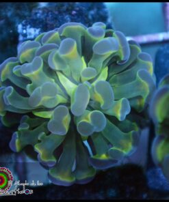 Hammer branch bicolor