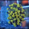 Hammer branch yellow ultra