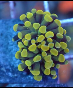 Hammer branch yellow ultra