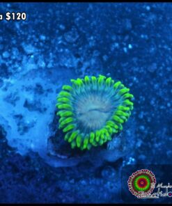 Zoa