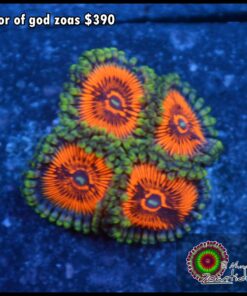 Armor of god zoas