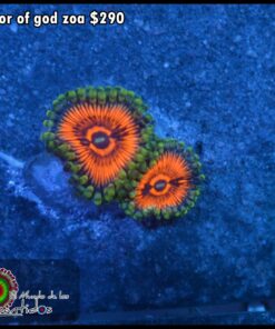 Armor of god zoa