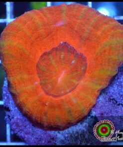 Tangerine scoly