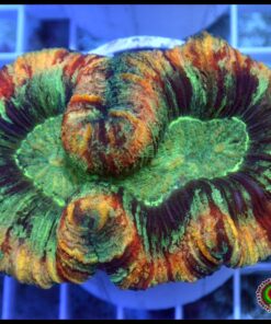 Trachyphillia rainbow