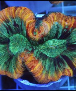 Trachyphillia rainbow