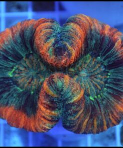 Trachyphillia rainbow