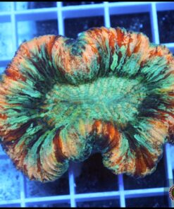 Trachyphillia rainbow