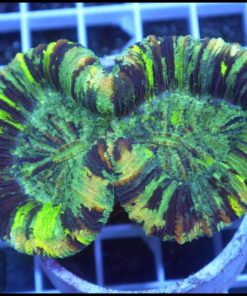 Trachyphillia rainbow