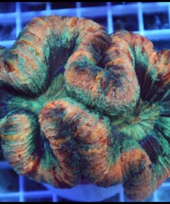 Trachyphillia rainbow