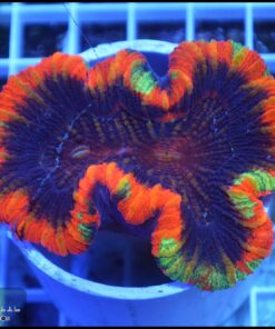 Trachyphyllia rainbow