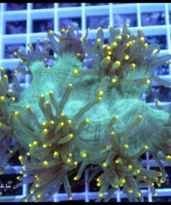 Elegance yellow tips