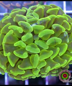 Hammer branch toxic green