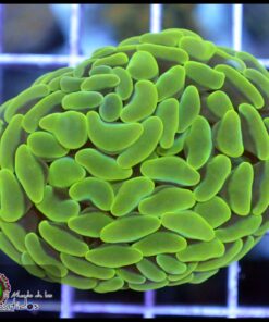 Hammer branch toxic green