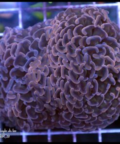 Hammer branch peach