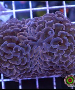 Hammer branch peach