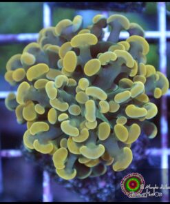 Hammer branch yellow metallic