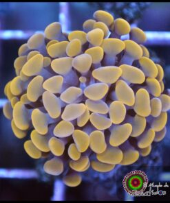 Hammer branch yellow