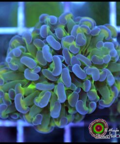 Hammer branch bicolor