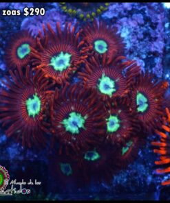 P0rn zoas