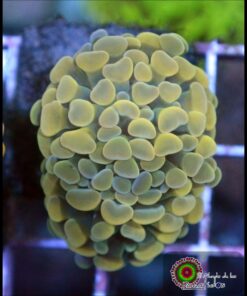 Hammer branch yellow