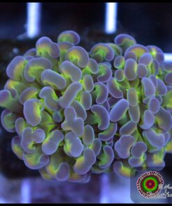 Hammer branch bicolor ultra