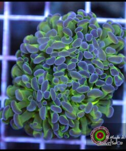 Hammer branch purple tips