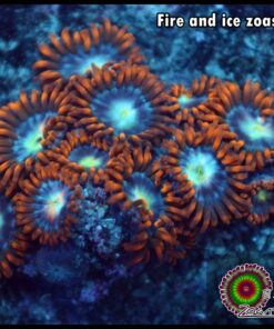 Fire and ice zoas