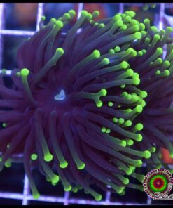 Blacklight torch