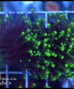 Blacklight torch