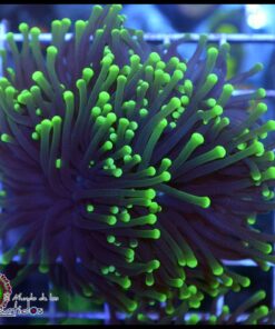 Blacklight torch