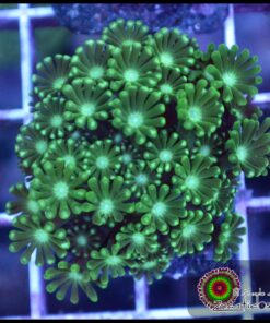 Green alveopora