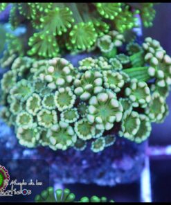 Alveopora ultra