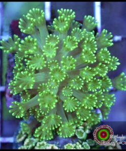 Green alveopora