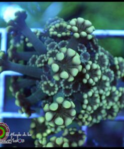 Yellow alveopora