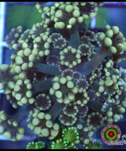 Yellow alveopora