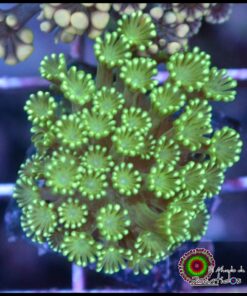 Green alveopora
