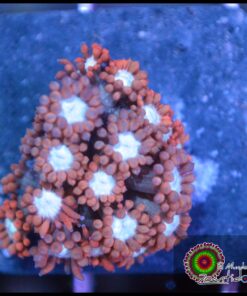 Superman goniopora