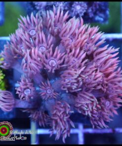 Pink goniopora