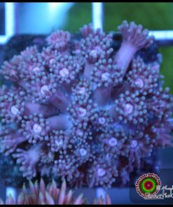 Purple goniopora