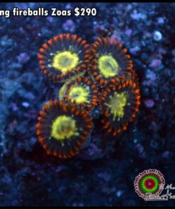 Flaming fireballs zoas