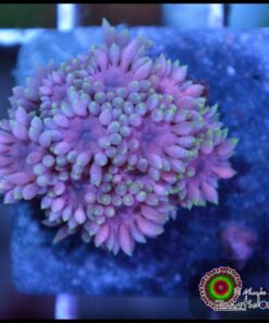 Purple passion goniopora
